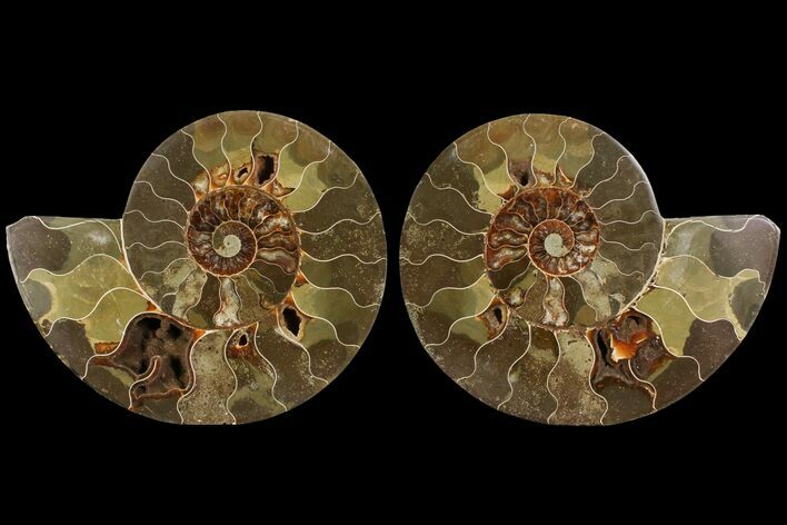 Bargain, Agatized Ammonite Fossil - Madagascar #111538